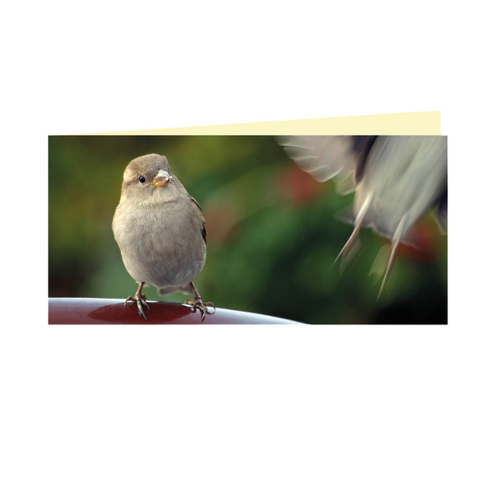 Zwei Spatzen - mit Umschlag,